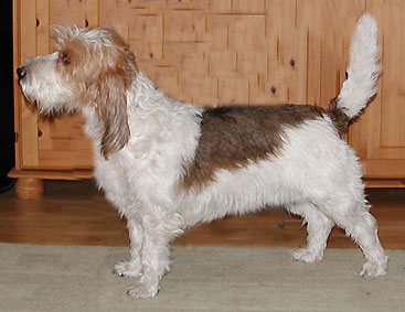 sprocky2.jpg (26169 bytes)
