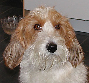 sprockyhuv.jpg (24615 bytes)