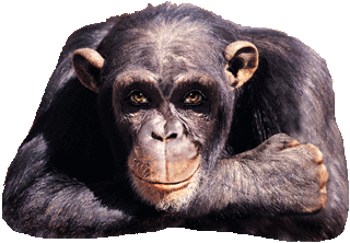 tummeuppapa.gif (91470 bytes)